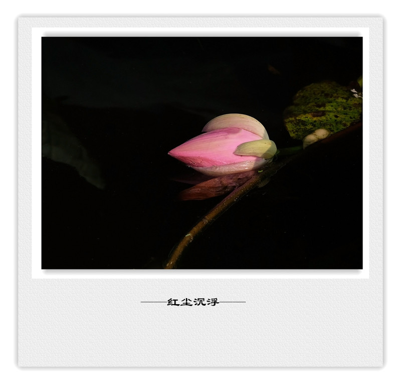 荷莲赋之四——禅荷