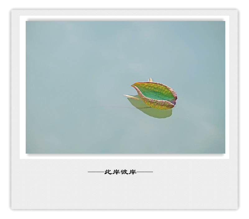 荷莲赋之四——禅荷