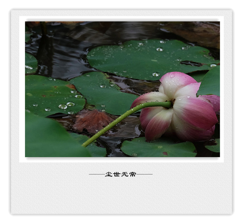 荷莲赋之四——禅荷