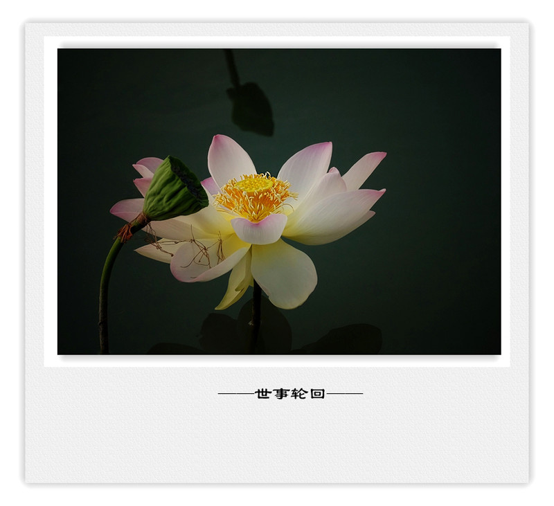 荷莲赋之四——禅荷