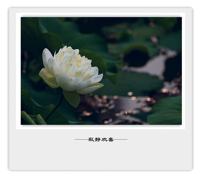 荷莲赋之四——禅荷