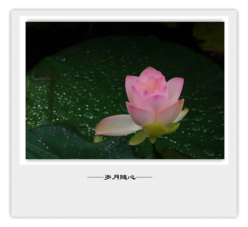 荷莲赋之四——禅荷