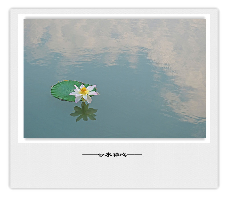 荷莲赋之四——禅荷