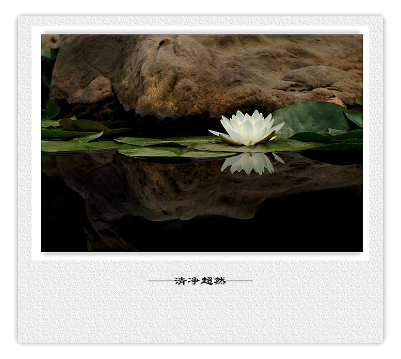 荷莲赋之四——禅荷