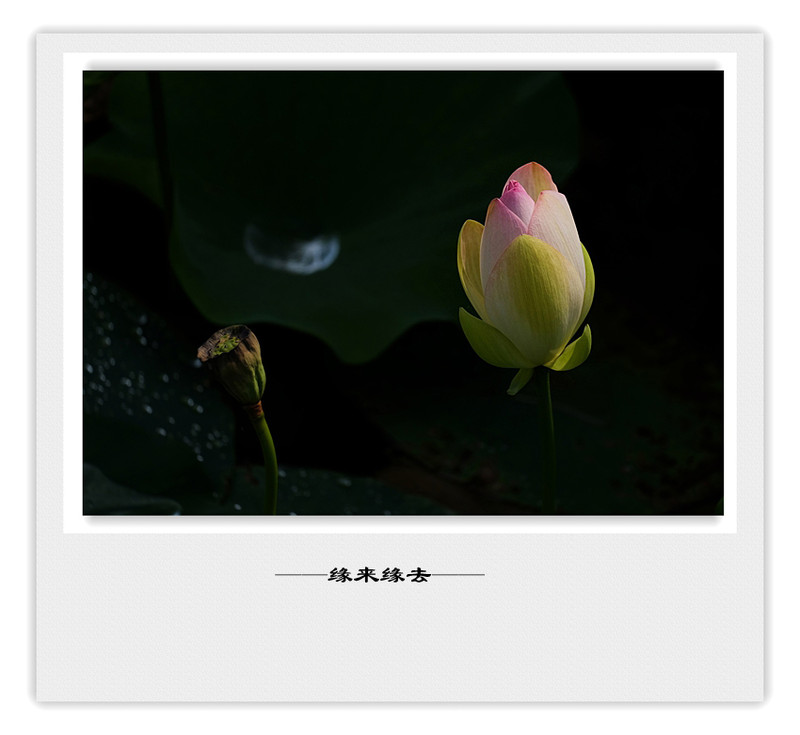 荷莲赋之四——禅荷