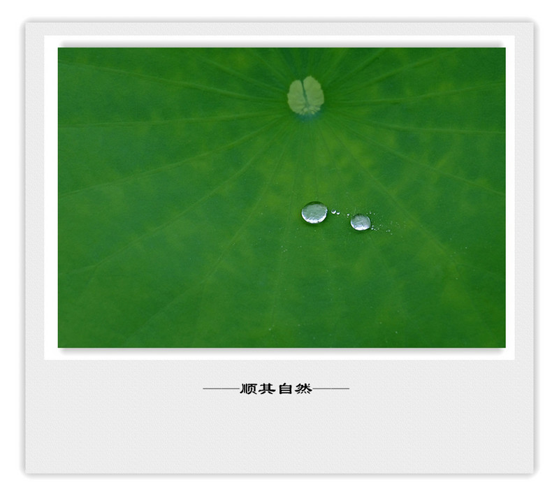 荷莲赋之四——禅荷