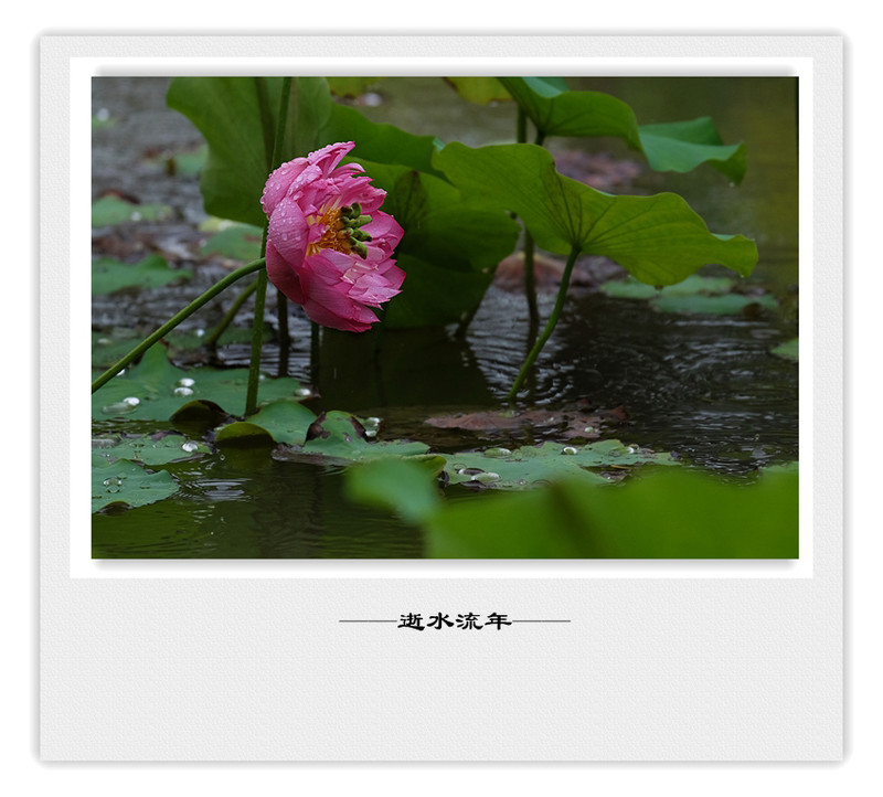 荷莲赋之四——禅荷