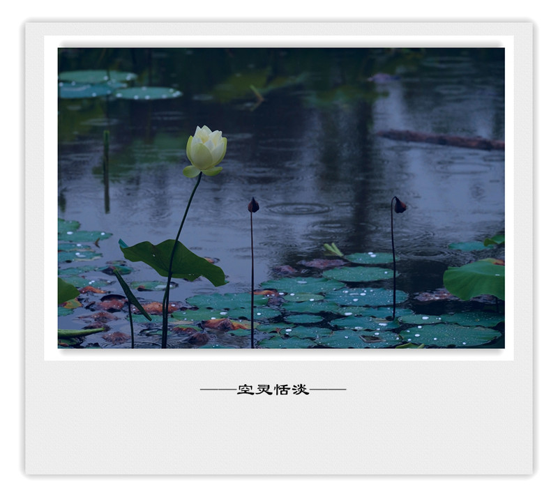荷莲赋之四——禅荷