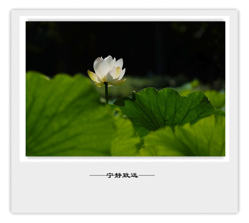 荷莲赋之四——禅荷