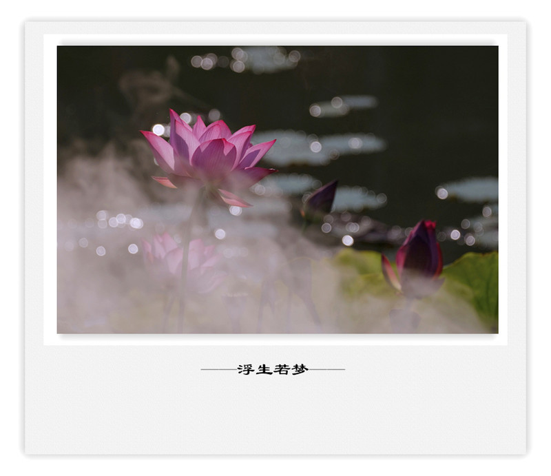 荷莲赋之四——禅荷