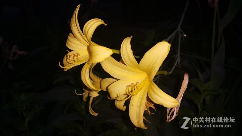 夏之花