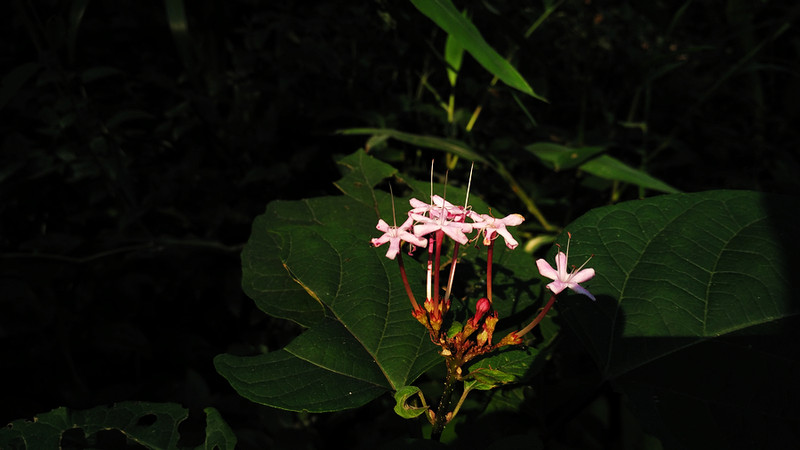 黑白配 小米4i 体验