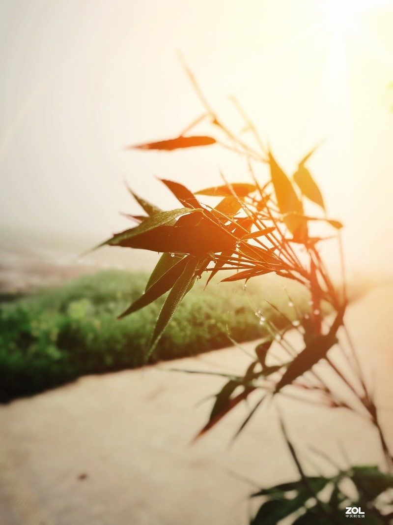 #版主坐堂# 《手机摄影星空(中国)》2020年4月优秀作品选编