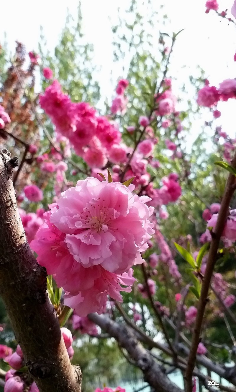 #版主坐堂# 《手机摄影星空(中国)》2020年4月优秀作品选编