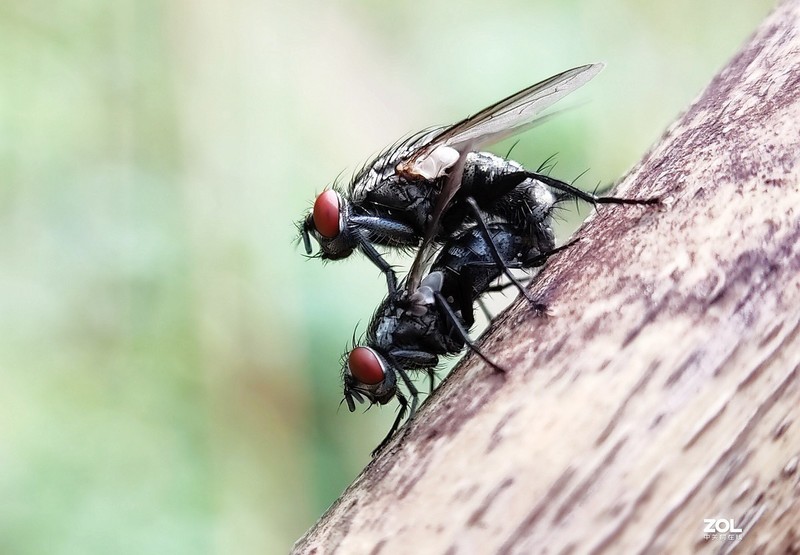 #版主坐堂# 《手机摄影星空(中国)》2020年4月优秀作品选编