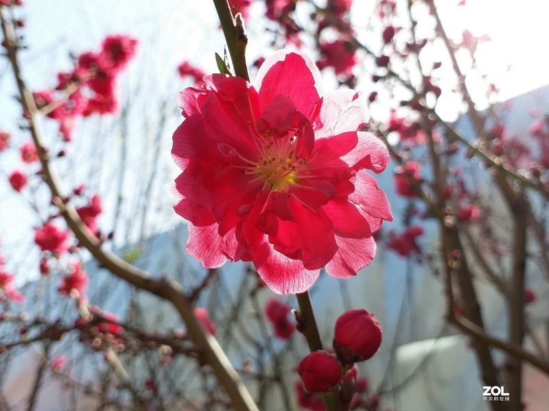 #版主坐堂# 《手机摄影星空(中国)》2020年4月优秀作品选编