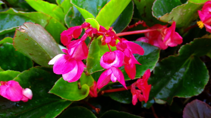 华硕ZenFone2顶配版随手拍