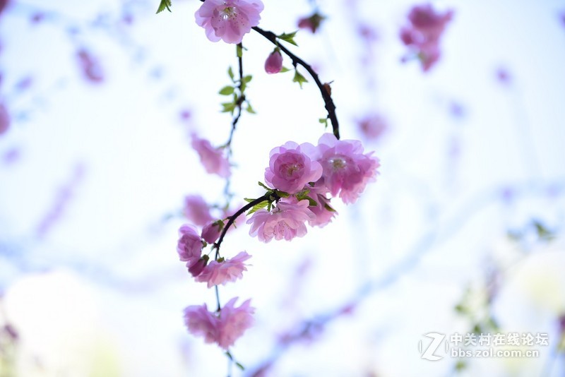 盛开的榆叶梅