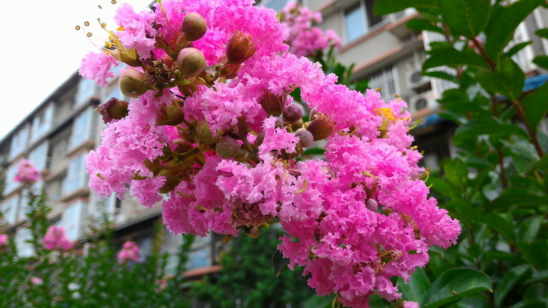 华硕ZenFone2顶配版随手拍