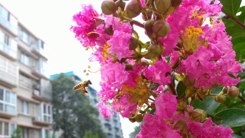 华硕ZenFone2顶配版随手拍