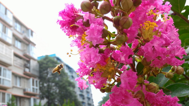 华硕ZenFone2顶配版随手拍