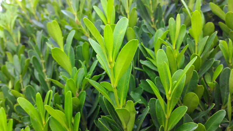 华硕ZenFone2顶配版随手拍