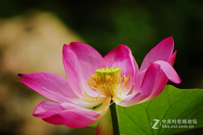 #白塔影集#【荷花】1