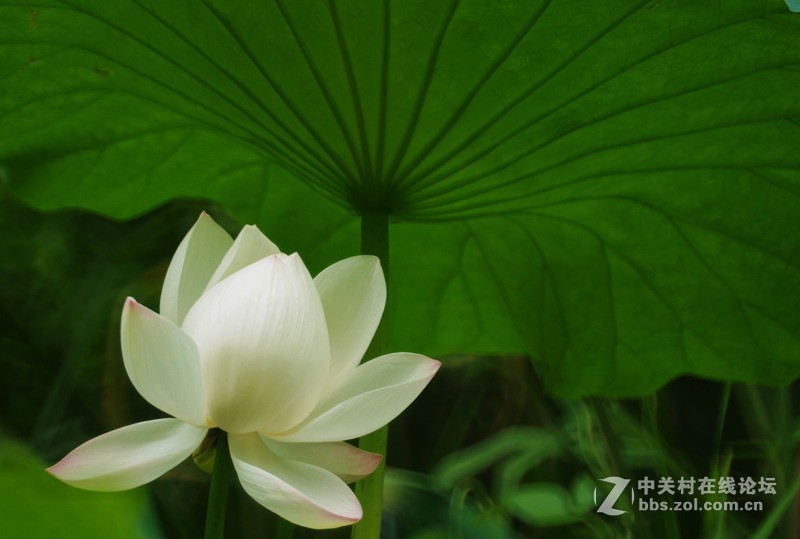 #白塔影集#【荷花】1