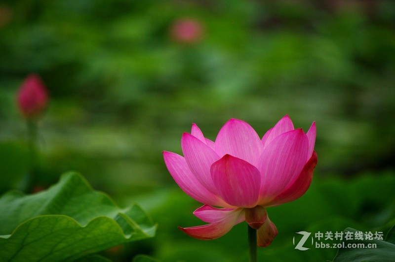 #白塔影集#【荷花】1