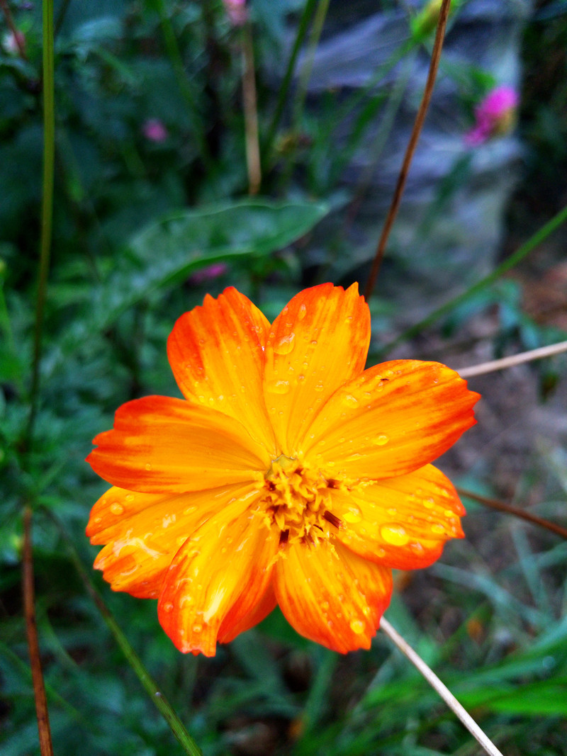 相位对焦加入，对焦速度提升，vivo X5Pro拍照体验