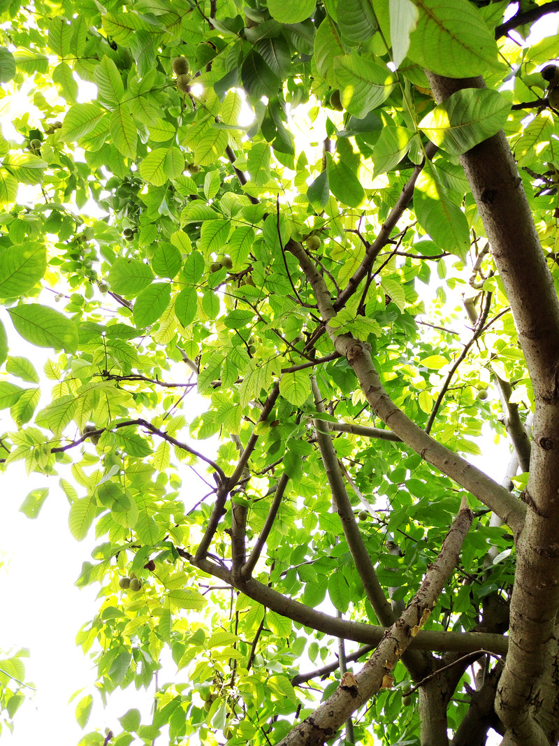 相位对焦加入，对焦速度提升，vivo X5Pro拍照体验