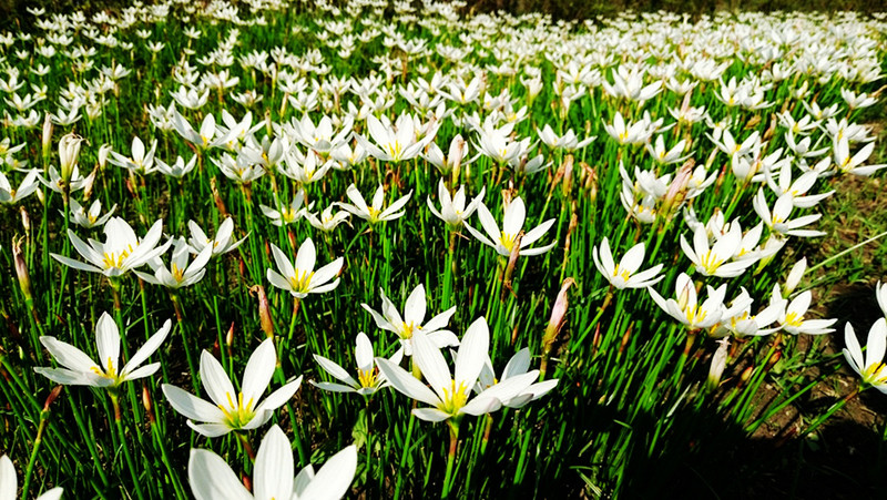 相位对焦加入，对焦速度提升，vivo X5Pro拍照体验