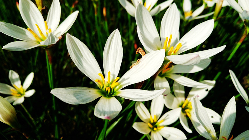 相位对焦加入，对焦速度提升，vivo X5Pro拍照体验