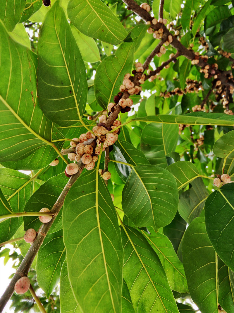 相位对焦加入，对焦速度提升，vivo X5Pro拍照体验
