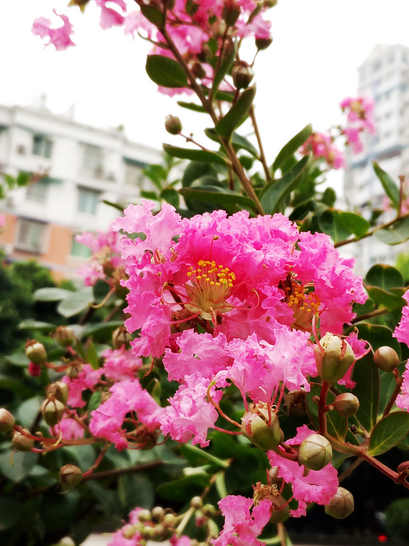 相位对焦加入，对焦速度提升，vivo X5Pro拍照体验