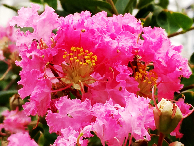 相位对焦加入，对焦速度提升，vivo X5Pro拍照体验