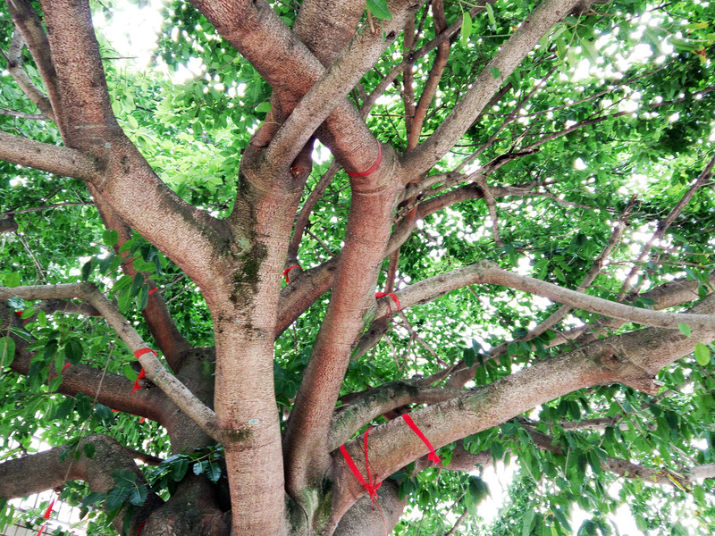 相位对焦加入，对焦速度提升，vivo X5Pro拍照体验