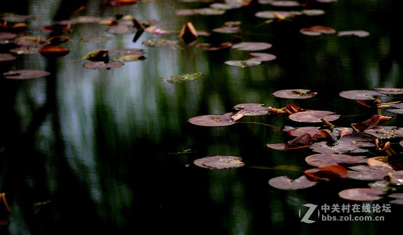 荷之初--用人像头搞副业
