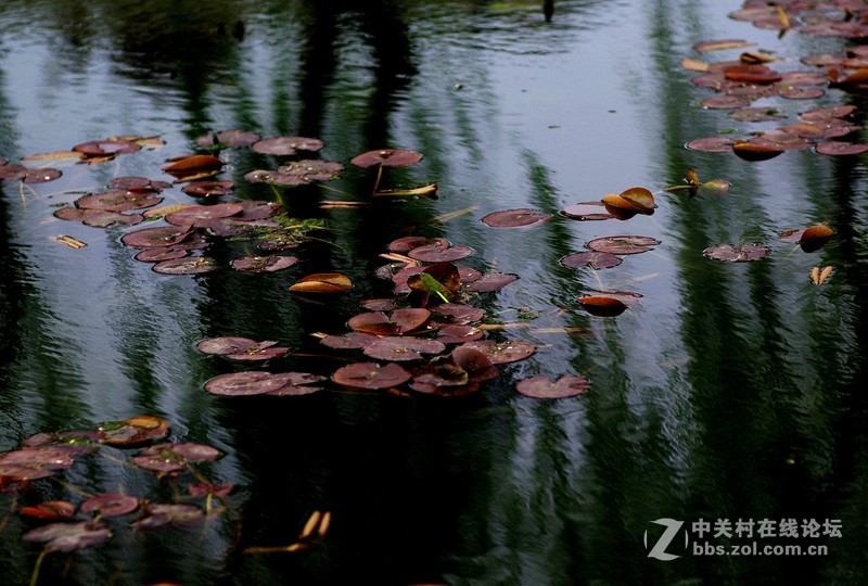 荷之初--用人像头搞副业