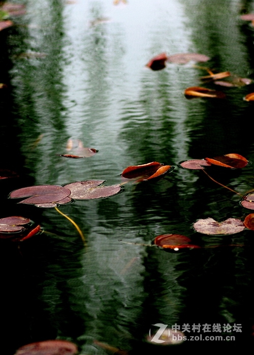 荷之初--用人像头搞副业