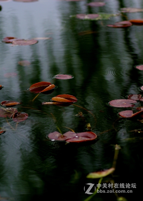 荷之初--用人像头搞副业