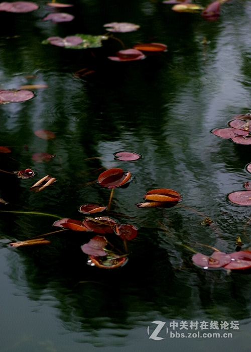 荷之初--用人像头搞副业