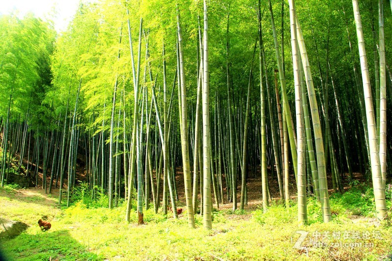 竹林深处是我家一一故乡行之一-中关村在线摄影论坛