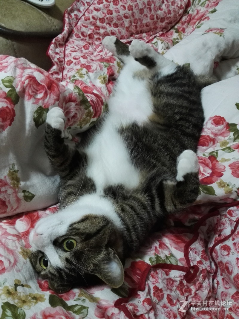 #双眼让TA成为焦点#晒晒我家萌猫