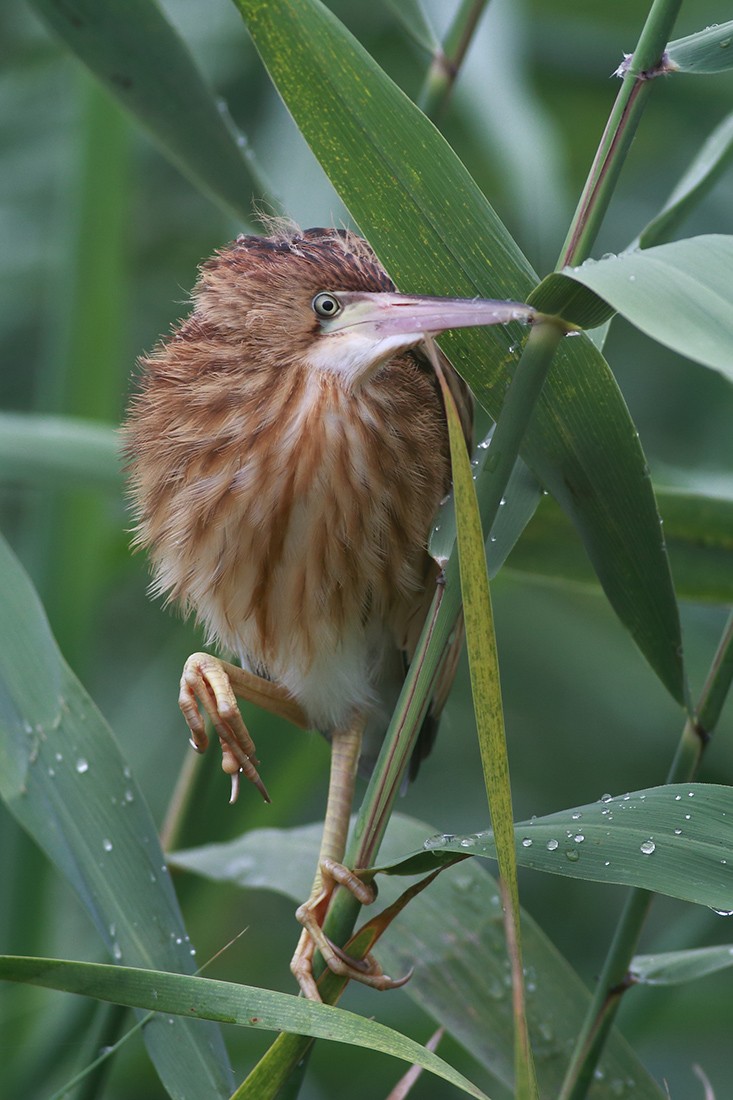 幼鸟出窝--黄尾鹣