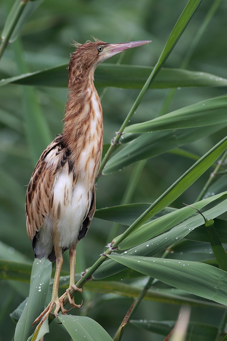 幼鸟出窝--黄尾鹣
