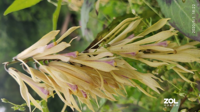 五一随拍，初夏的味道