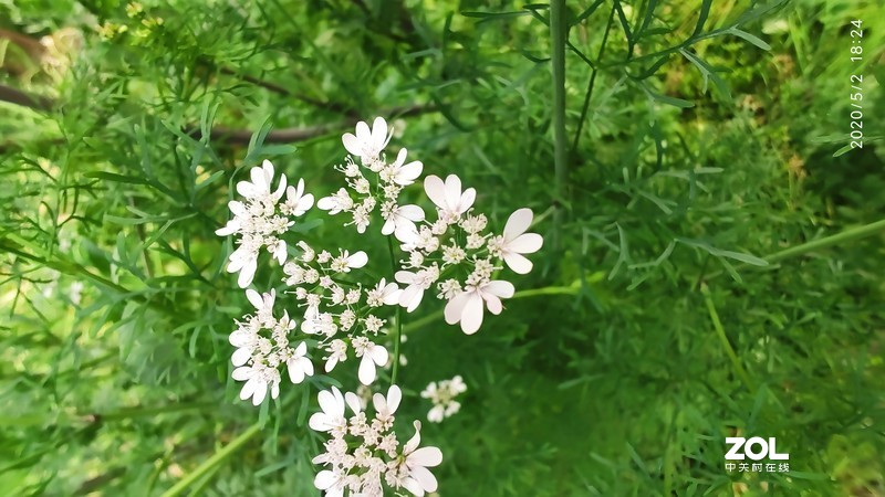 五一随拍，初夏的味道