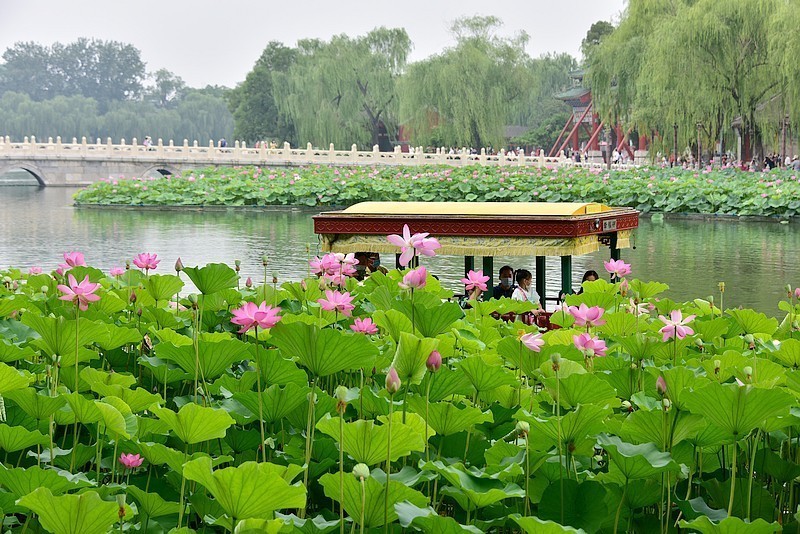 北海公園荷花美