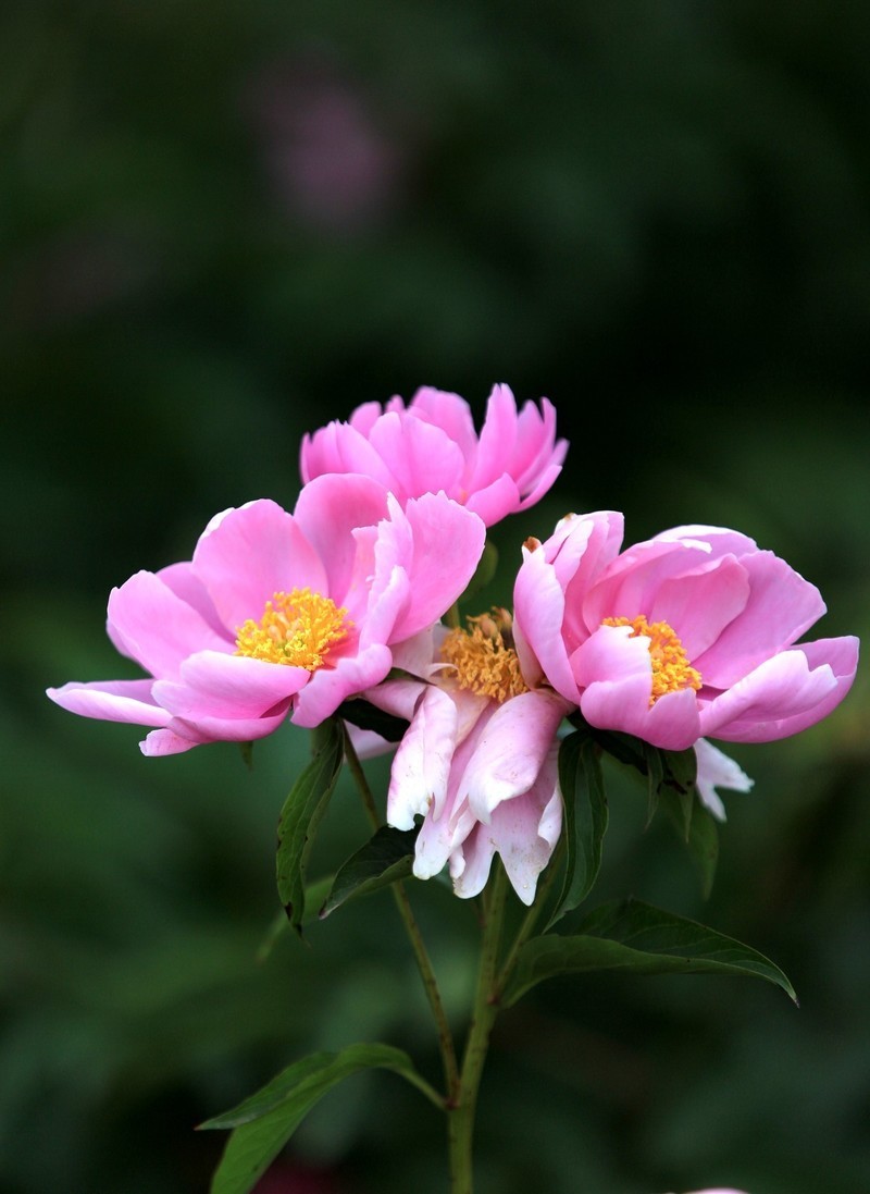 走进中江凡龙村花千谷